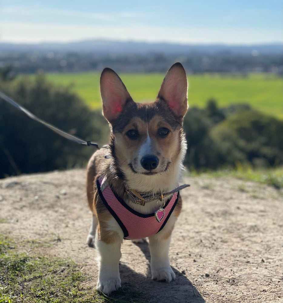 Corgi hiking taylor mountain santa rosa ca