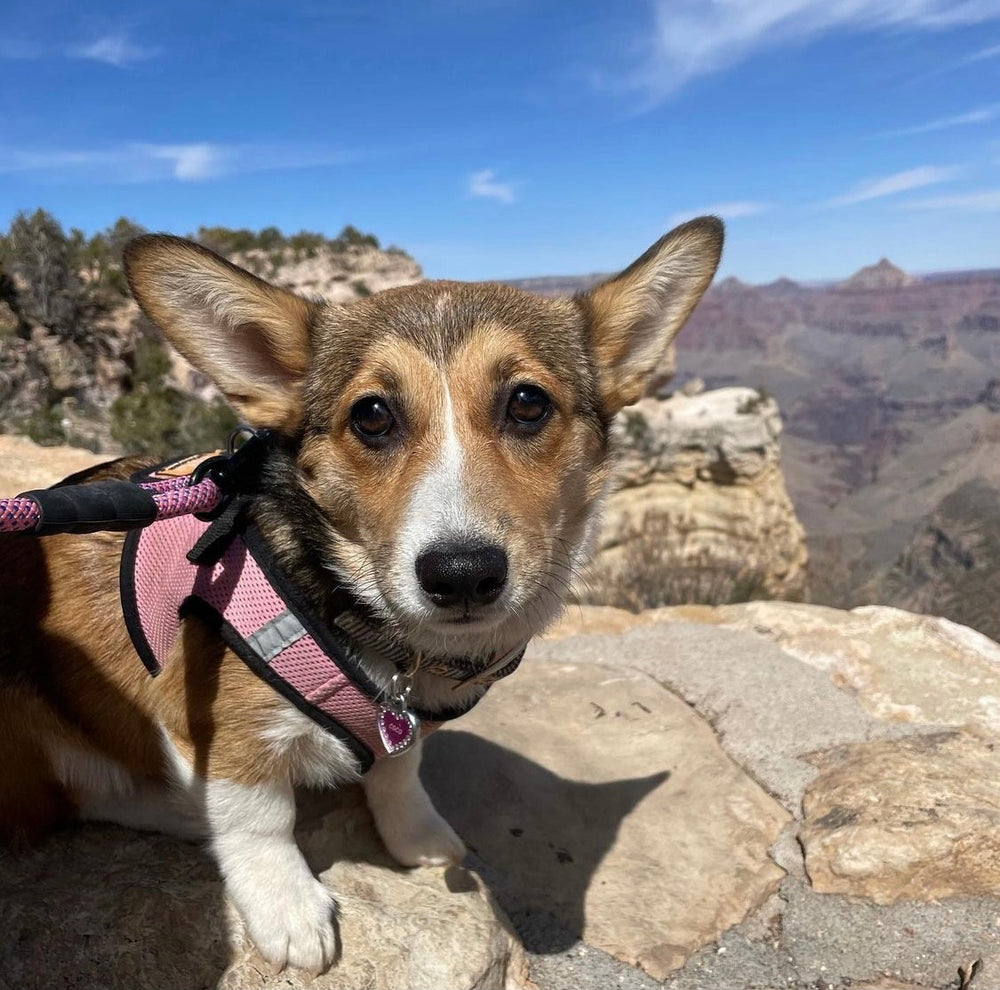 Coco's Visit to Sedona and The Grand Canyon